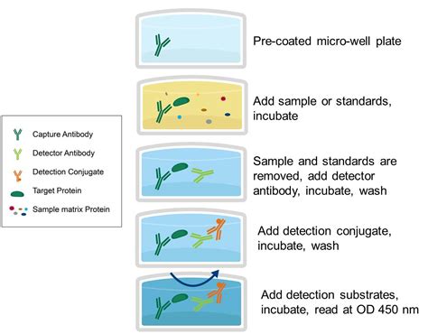 antibodies and elisa kits|elisa steps explained.